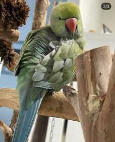 Lost Indian Ringneck Parakeet