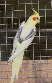 Lost Cockatiel