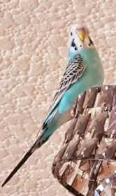 Lost Budgerigar