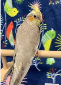 Lost Cockatiel