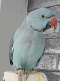 Lost Indian Ringneck Parakeet