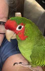 Lost Conure