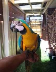 Lost Macaw