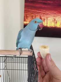 Lost Indian Ringneck Parakeet