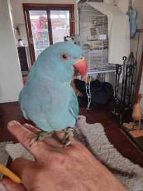 Lost Indian Ringneck Parakeet