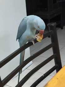 Lost Indian Ringneck Parakeet