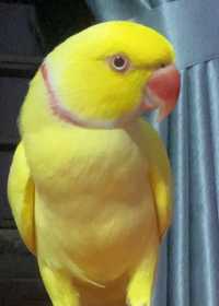 Lost Indian Ringneck Parakeet