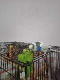 Lost Budgerigar