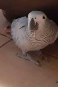 Lost African Grey