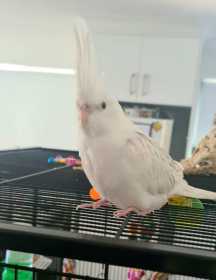 Lost Cockatiel