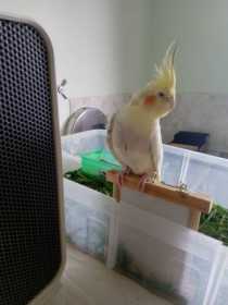 Lost Cockatiel