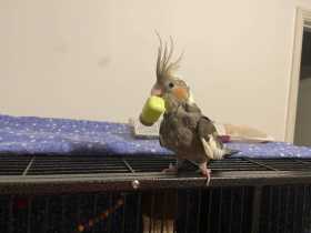 Lost Cockatiel