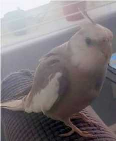 Lost Cockatiel