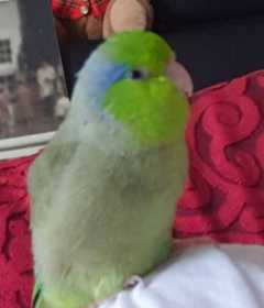 Lost Parrotlet