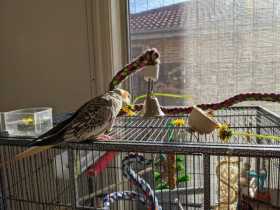 Lost Cockatiel