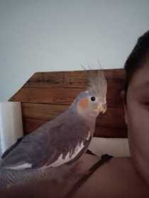 Lost Cockatiel