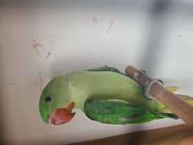 Lost Alexandrine