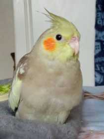 Lost Cockatiel