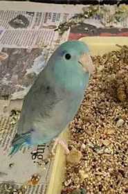 Lost Parrotlet