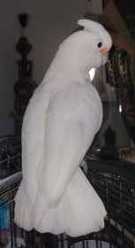 Lost Cockatoo