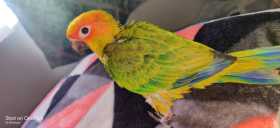 Lost Conure