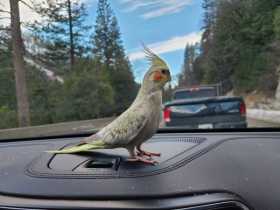 Lost Cockatiel