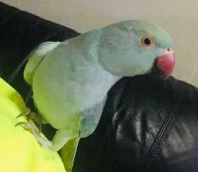 Lost Indian Ringneck Parakeet