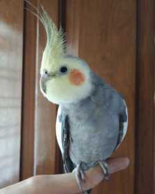 Lost Cockatiel