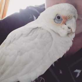 Lost Corella Cockatoo