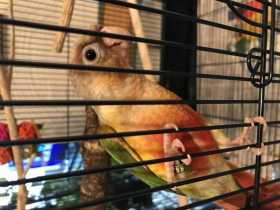 Lost Conure