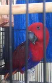 Lost Eclectus