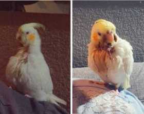 Lost Cockatiel