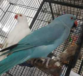 Lost Indian Ringneck Parakeet