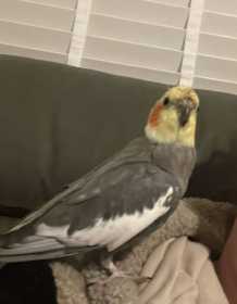 Lost Cockatiel