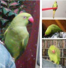 Lost Indian Ringneck Parakeet