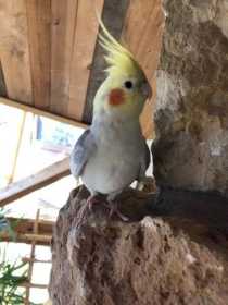 Lost Cockatiel
