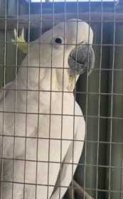 Lost Cockatoo