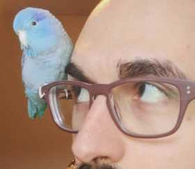 Lost Parrotlet