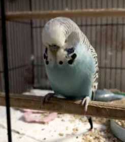 Lost Budgerigar