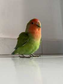 Lost Lovebird