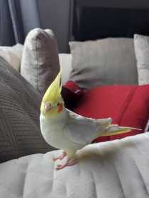 Lost Cockatiel