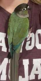 Lost Conure