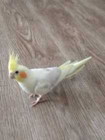 Lost Cockatiel