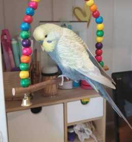 Lost Budgerigar