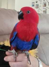 Lost Eclectus