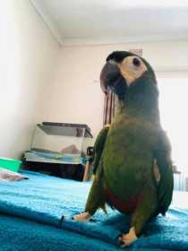 Lost Macaw