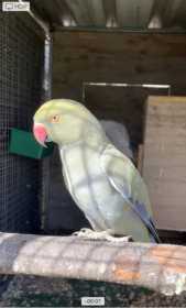 Lost Indian Ringneck Parakeet