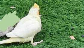 Lost Cockatiel