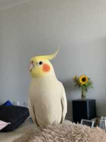 Lost Cockatiel