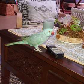 Lost Indian Ringneck Parakeet